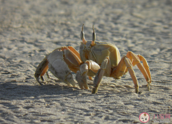 螃蟹会吃虾吗 螃蟹要脱壳几次