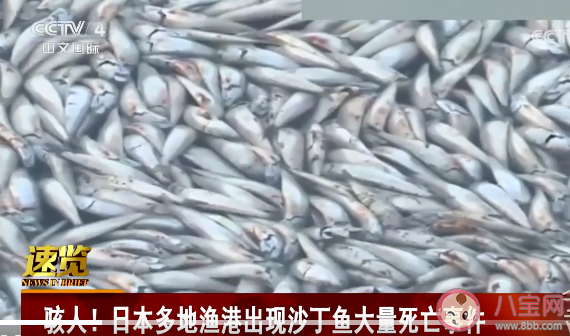 大量沙丁鱼涌入日本渔港后集体死亡 沙丁鱼为什么会死