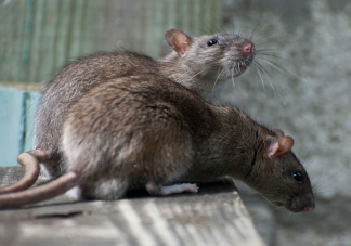 纽约老鼠泛滥成灾是怎么回事 家里有老鼠该怎么办
