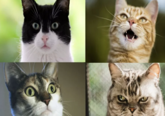 研究发现猫有276种表情 猫猫高兴的时候是怎样的