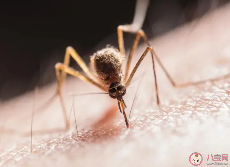 在寒冷的冬天蚊子也会冬眠吗 蚂蚁庄园11月18日答案