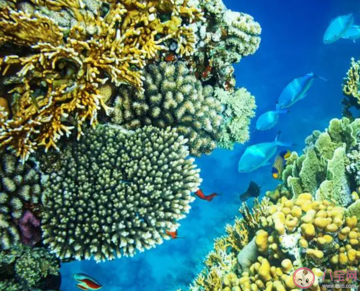 珊瑚礁生态系统孕育了大量海洋生物我国珊瑚礁主要分布在 神奇海洋11月24日答案