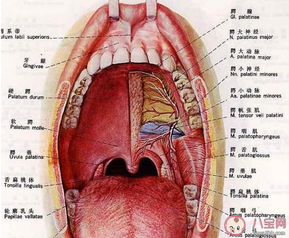 喉咙中间的小舌头有什么用 喉咙干痒该怎么办