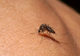1亿3千万年前雄性蚊子也吸血 为什么蚊子会吸血