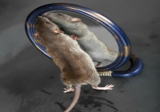 研究表明老鼠恋爱时会对镜梳妆 老鼠是一夫一妻制吗