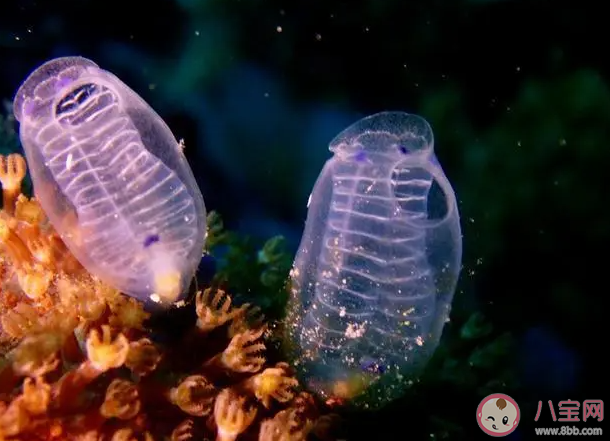 猜一猜海鞘是海洋中的植物还是动物 神奇海洋12月18日答案
