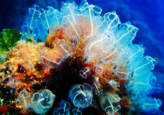 猜一猜海鞘是海洋中的植物还是动物 神奇海洋12月18日答案