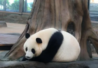 大熊猫喜提轮休假期 如何看待给动物的法定假期