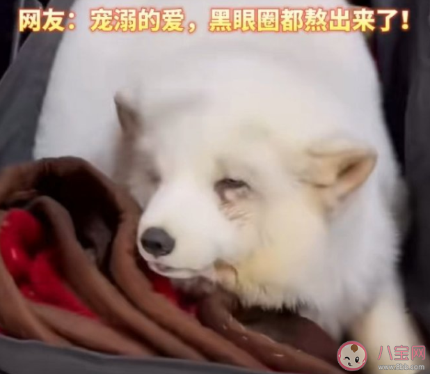 哈尔滨的白狐已经熬出黑眼圈 白狐为什么受欢迎