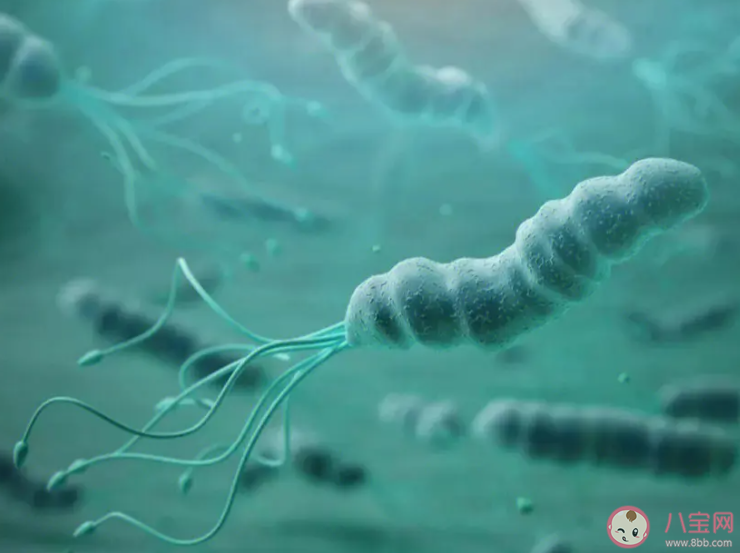 为什么幽门螺杆菌会反复感染 如何有效预防幽门螺杆菌感染