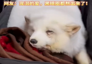 哈尔滨的白狐已经熬出黑眼圈 白狐为什么受欢迎