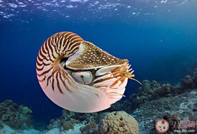现存唯一具有外壳的头足类动物是什么 神奇海洋1月17日答案