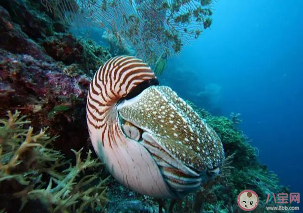 现存唯一具有外壳的头足类动物是什么 神奇海洋1月17日答案