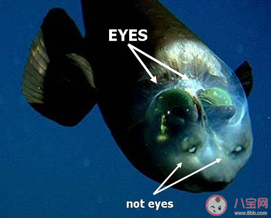 管眼鱼的透明脑袋里有两颗绿色圆球猜猜是什么 神奇海洋1月23日答案