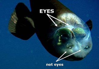 管眼鱼的透明脑袋里有两颗绿色圆球猜猜是什么 神奇海洋1月23日答案