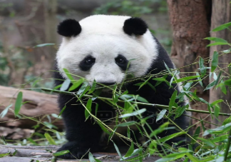 大熊猫和叶是女孩是怎么回事 熊猫的性别为什么不好确定