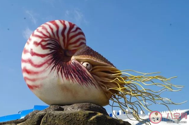 鹦鹉螺有眼睛吗 神奇海洋1月31日答案