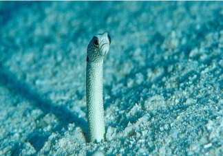 栖息在珊瑚沙中的花园鳗是一种什么动物 神奇海洋2月22日答案