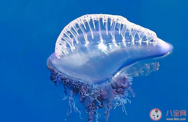 僧帽水母之所以能漂浮在海面上依靠的是体内的什么 神奇海洋2月24日答案