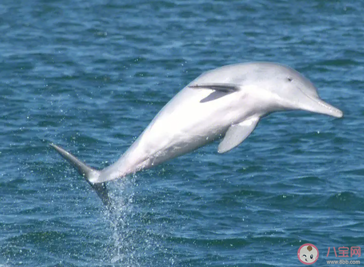 中华白海豚通常看起来是粉红色的这是因为什么 神奇海洋2月26日答案
