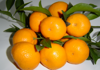 如何区分橙橘和柑 丑橘是不是橘子