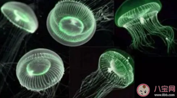 以下哪种水母自带发光特效能够发出荧光 神奇海洋3月13日答案