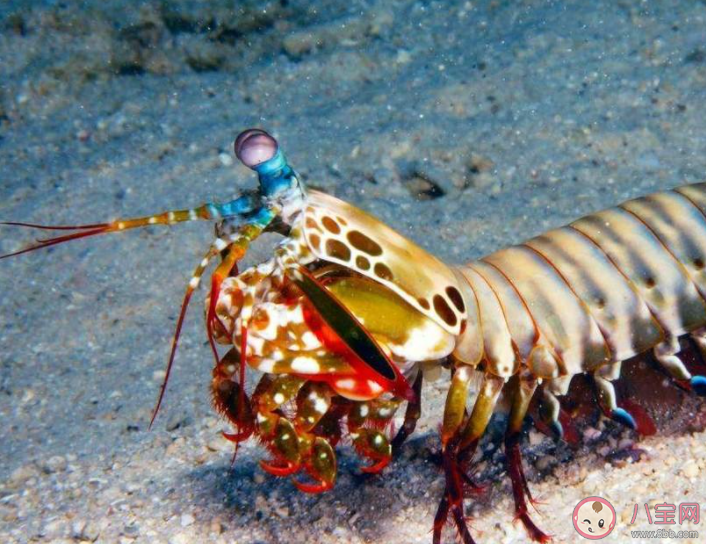 螳螂虾之所以得名主要是因为什么 神奇海洋3月15日答案