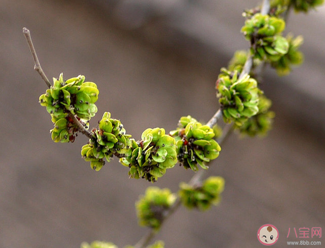 春季美食小贴士民间常说的榆钱是榆树的什么 蚂蚁庄园3月17日答案
