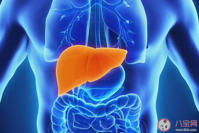 体检发现肝结节怎么办 哪些人要特别注意保护肝脏