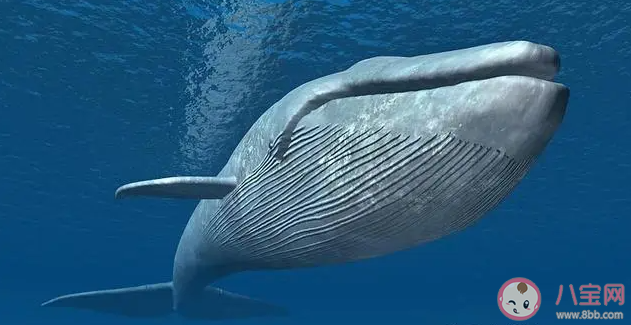 蓝鲸的心率变化幅度怎么样 神奇海洋3月20日答案