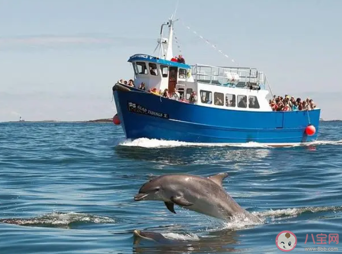 海豚喜欢伴随轮船一起前行这种行为更可能是 神奇海洋3月22日答案