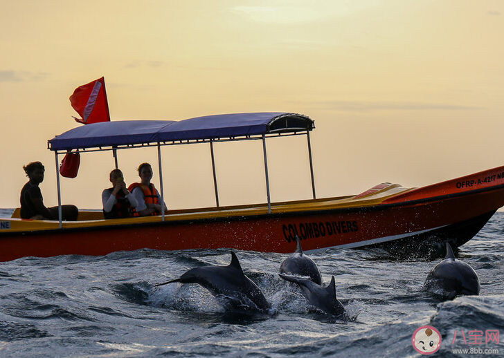 海豚喜欢伴随轮船一起前行这种行为更可能是 神奇海洋3月22日答案