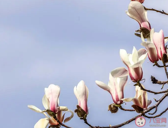以下哪种早春花卉有望春花之称 蚂蚁庄园4月8日答案
